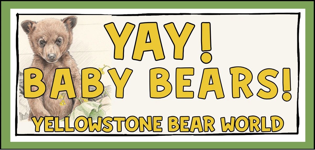 Yay! Baby bears